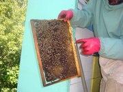 Продаю  мед и продукты пчеловодства с собственной пасеки
