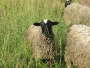 овцы романовской породы