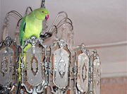 Продам Ожерелового попугая
